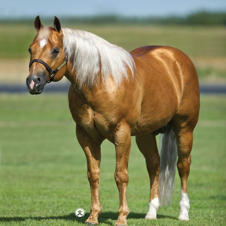Steppin Off Sparks - Quarter Horse Stallion